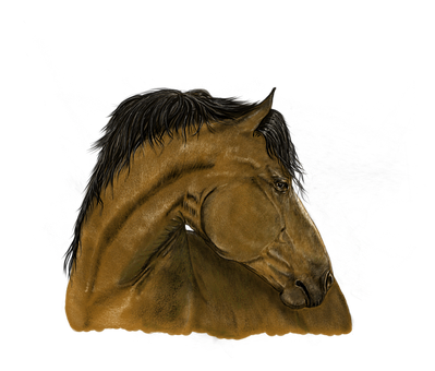 Free Horse Horse Mane Halter Clipart Clipart Transparent Background