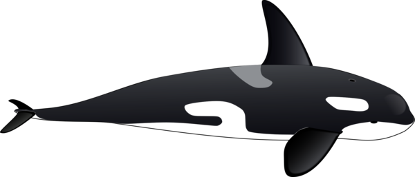 Free Dolphin Technology Killer Whale Line Clipart Clipart Transparent Background