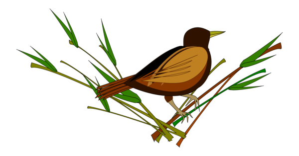Free Bird Bird Beak Leaf Clipart Clipart Transparent Background