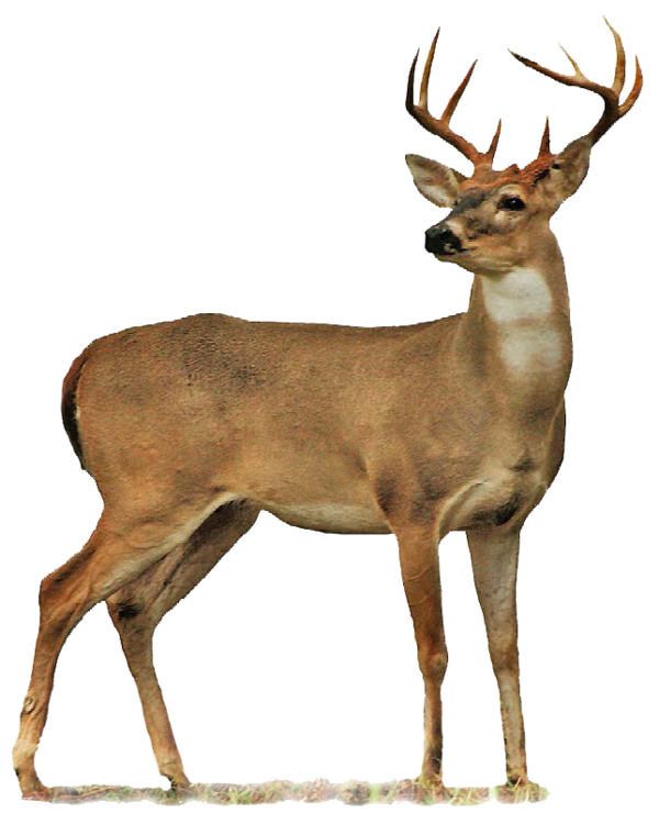 Free Deer Deer Wildlife White Tailed Deer Clipart Clipart Transparent Background