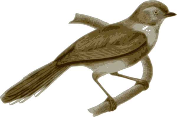 Free Bird Bird Beak Emberizidae Clipart Clipart Transparent Background