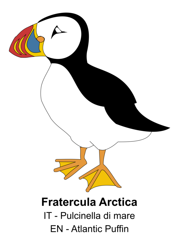 Free Bird Beak Bird Puffin Clipart Clipart Transparent Background