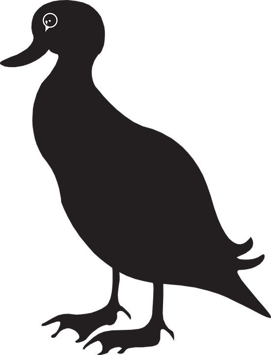 Free Bird Bird Beak Duck Clipart Clipart Transparent Background