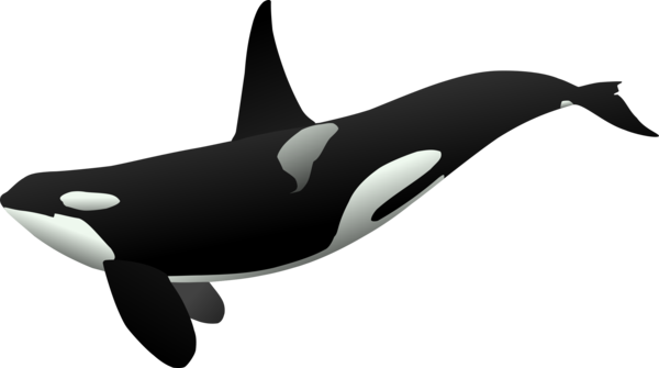 Free Dolphin Killer Whale Dolphin Black And White Clipart Clipart Transparent Background