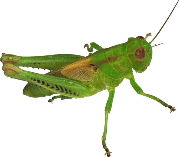 Free Insect Insect Grasshopper Cricket Like Insect Clipart Clipart Transparent Background