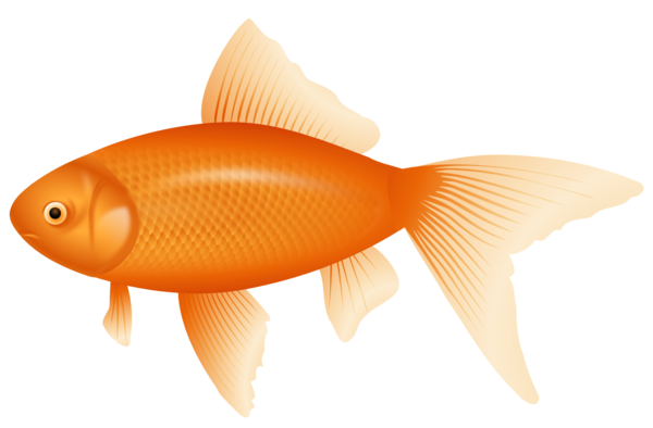 Free Fishing Fish Fin Goldfish Clipart Clipart Transparent Background