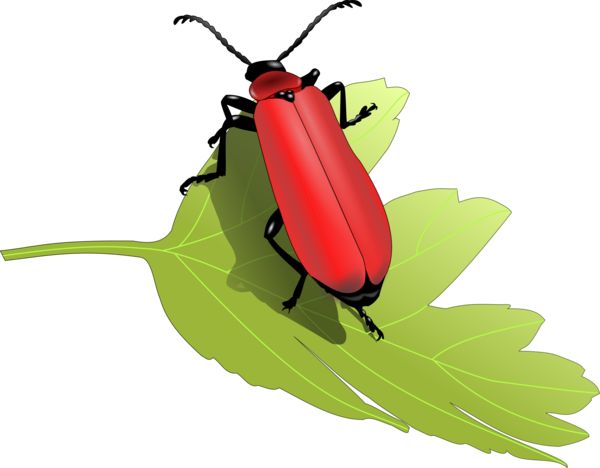Free Insect Insect Beetle Clipart Clipart Transparent Background