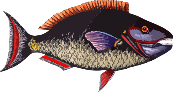 Free Fish Fish Seafood Tail Clipart Clipart Transparent Background