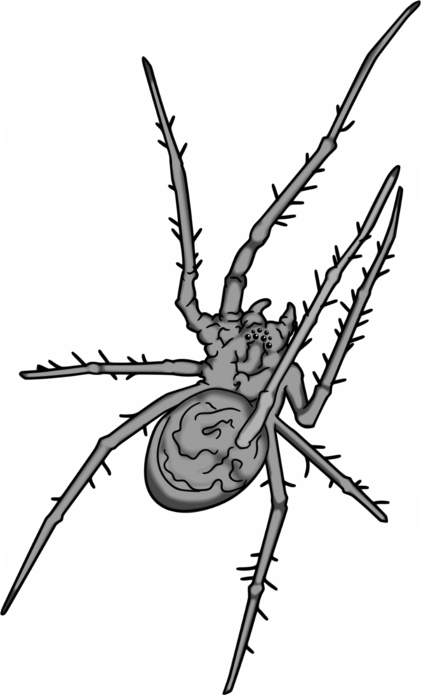Free Insect Insect Black And White Line Art Clipart Clipart Transparent Background