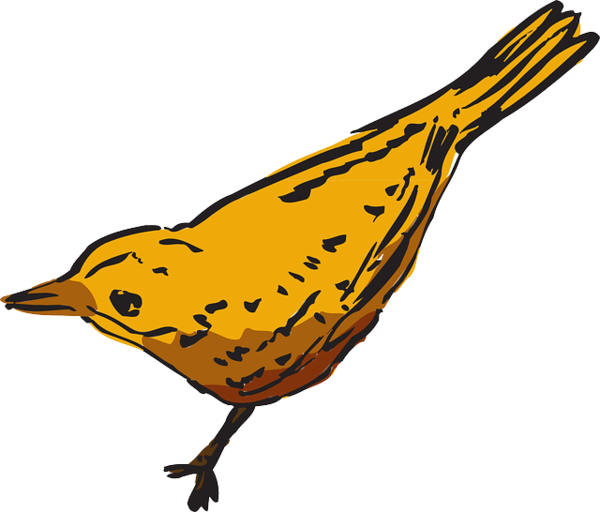 Free Bird Bird Beak Old World Oriole Clipart Clipart Transparent Background