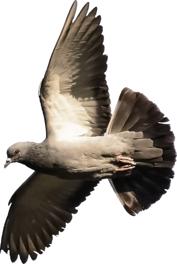 Free Bird Bird Beak Eagle Clipart Clipart Transparent Background