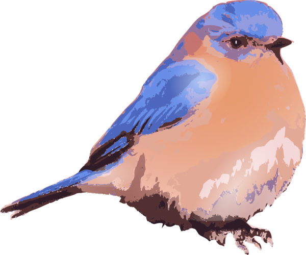 Free Bird Bird Beak Bluebird Clipart Clipart Transparent Background