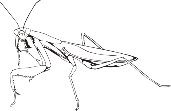Free Insect Insect Line Art Black And White Clipart Clipart Transparent Background