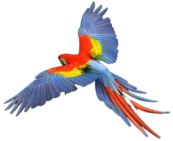 Free Bird Bird Macaw Beak Clipart Clipart Transparent Background