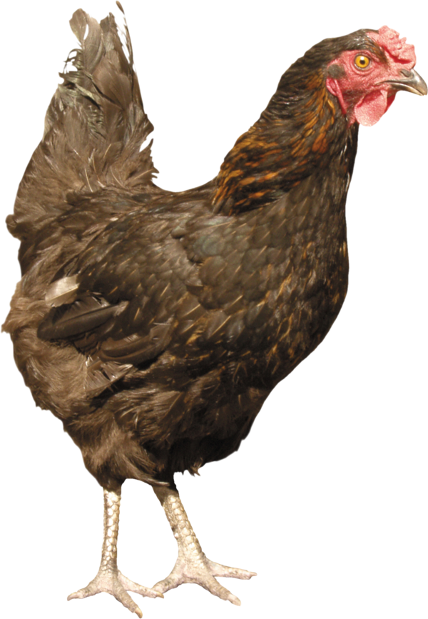 Free Bird Chicken Beak Bird Clipart Clipart Transparent Background