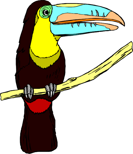 Free Bird Beak Bird Toucan Clipart Clipart Transparent Background