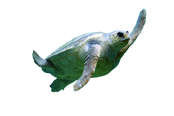Free Fish Sea Turtle Turtle Loggerhead Clipart Clipart Transparent Background