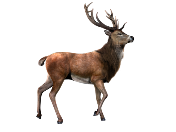 Free Hunting Deer Wildlife Elk Clipart Clipart Transparent Background
