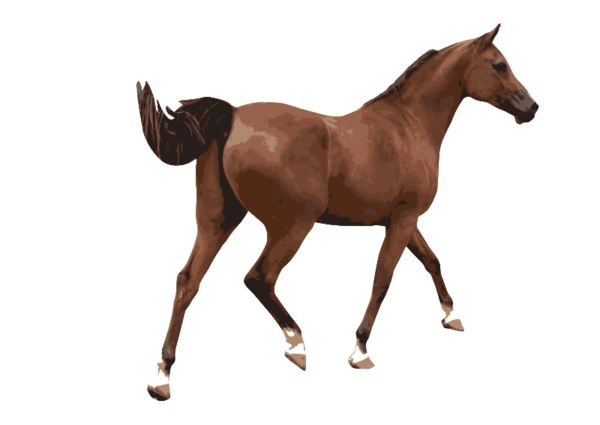 Free Horse Horse Halter Mane Clipart Clipart Transparent Background