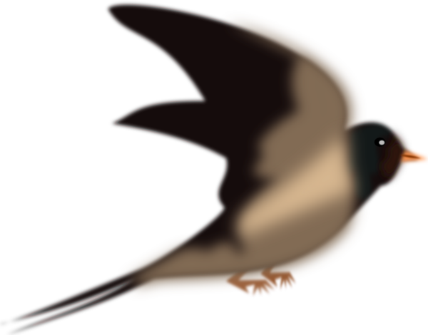 Free Bird Bird Beak Flightless Bird Clipart Clipart Transparent Background
