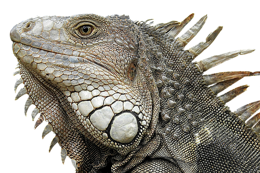 Free Dragon Reptile Iguana Scaled Reptile Clipart Clipart Transparent Background
