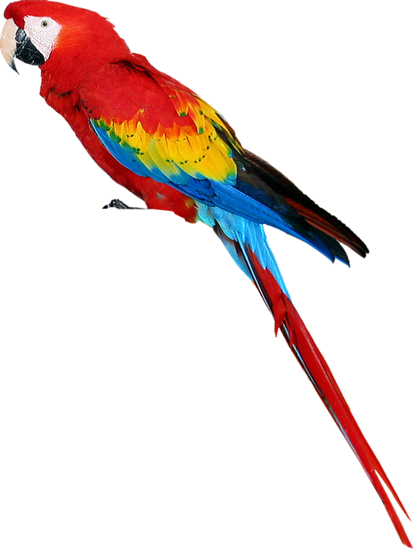 Free Bird Bird Macaw Beak Clipart Clipart Transparent Background