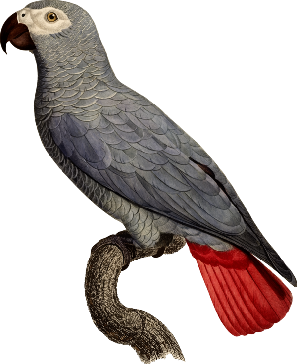 Free Bird Bird African Grey Beak Clipart Clipart Transparent Background