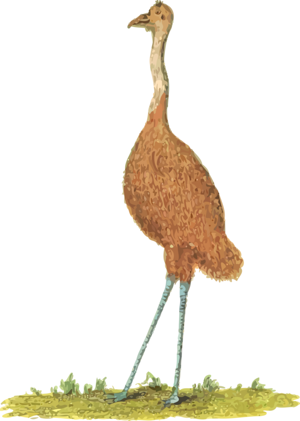 Free Bird Bird Beak Ratite Clipart Clipart Transparent Background