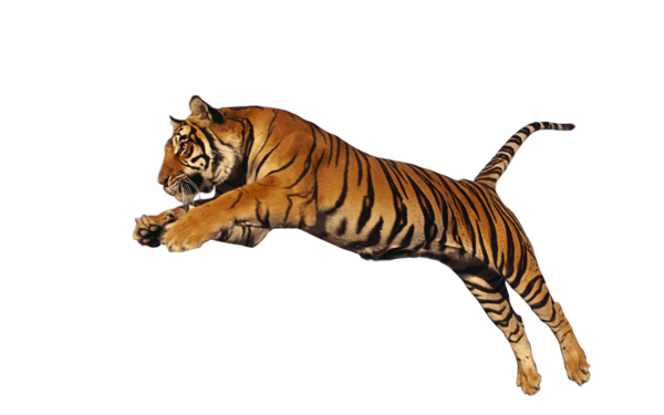 Free Cat Tiger Wildlife Animal Figure Clipart Clipart Transparent Background