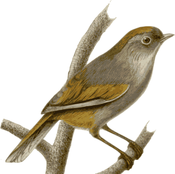 Free Bird Bird Beak Wren Clipart Clipart Transparent Background