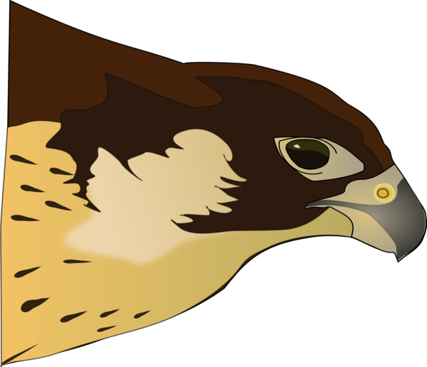 Free Bird Beak Bird Bird Of Prey Clipart Clipart Transparent Background