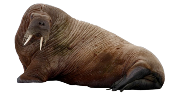 Free Donkey Seals Walrus Wildlife Clipart Clipart Transparent Background