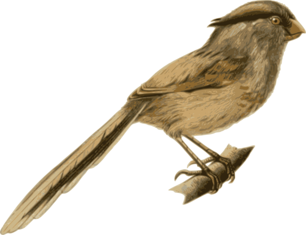 Free Bird Bird Beak Feather Clipart Clipart Transparent Background