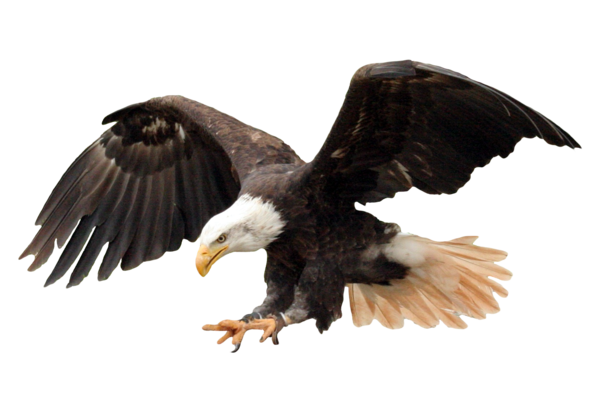 Free Bird Eagle Bird Bird Of Prey Clipart Clipart Transparent Background