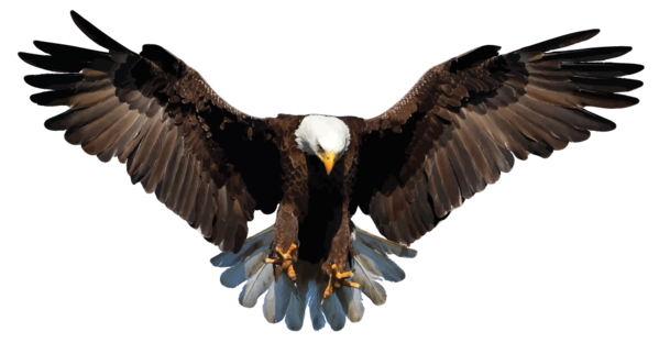 Free Bird Bird Eagle Bird Of Prey Clipart Clipart Transparent Background