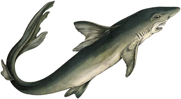 Free Fish Fish Shark Fin Clipart Clipart Transparent Background