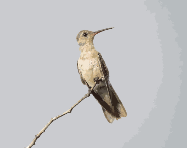 Free Bird Bird Hummingbird Beak Clipart Clipart Transparent Background