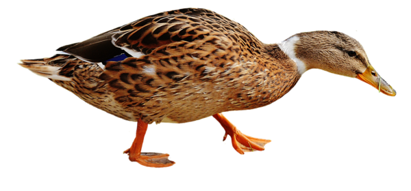 Free Bird Bird Duck Beak Clipart Clipart Transparent Background