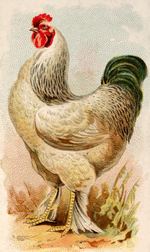 Free Bird Chicken Rooster Bird Clipart Clipart Transparent Background