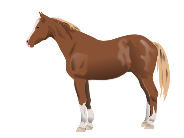 Free Horse Horse Rein Horse Tack Clipart Clipart Transparent Background