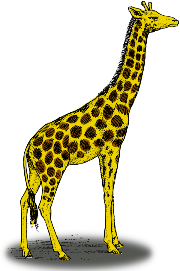 Free Giraffe Giraffe Wildlife Giraffidae Clipart Clipart Transparent Background
