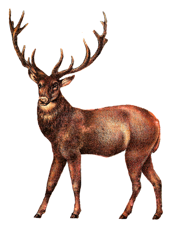 Free Deer Deer Wildlife Elk Clipart Clipart Transparent Background