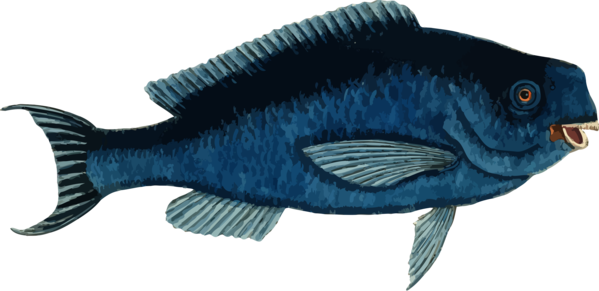 Free Fish Fish Beak Seafood Clipart Clipart Transparent Background