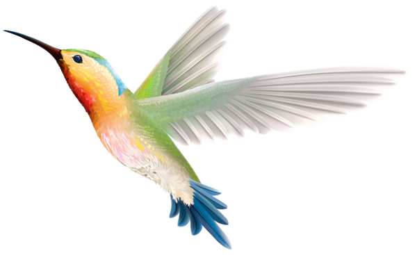 Free Bird Bird Hummingbird Beak Clipart Clipart Transparent Background