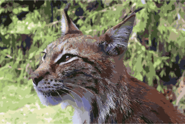 Free Cat Wildlife Lynx Whiskers Clipart Clipart Transparent Background