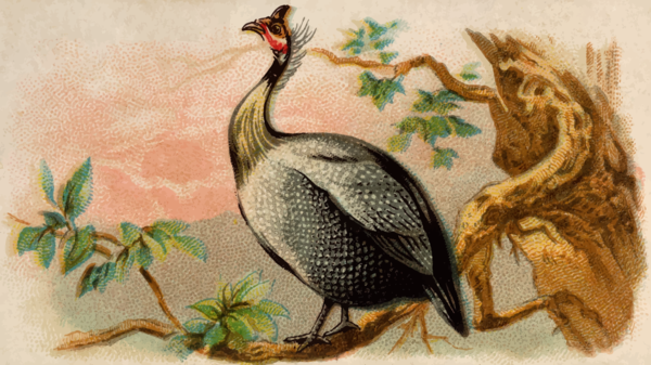 Free Bird Bird Beak Fowl Clipart Clipart Transparent Background