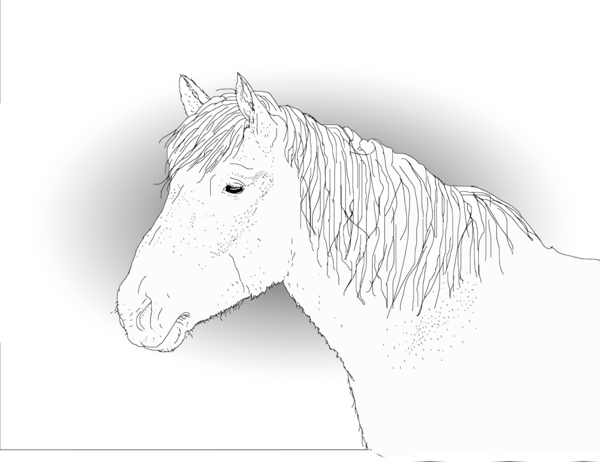 Free Horse Horse Line Art Mane Clipart Clipart Transparent Background