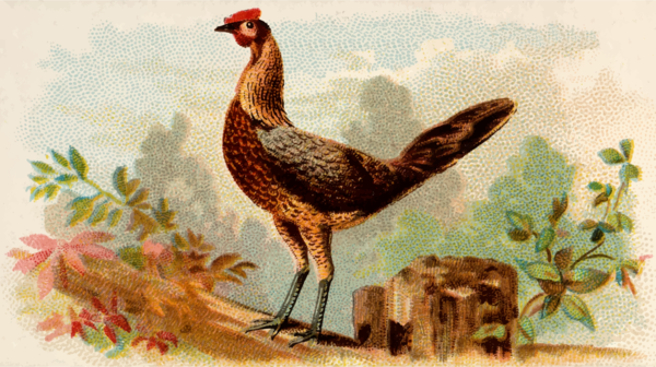 Free Bird Chicken Bird Fowl Clipart Clipart Transparent Background