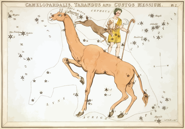 Free Camel Cartoon Text Camel Like Mammal Clipart Clipart Transparent Background