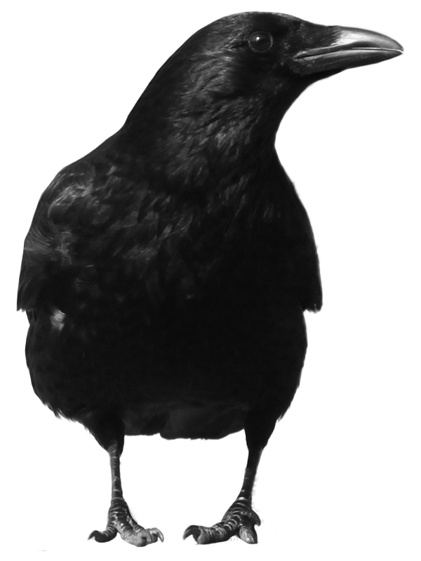 Free Bird Bird American Crow Beak Clipart Clipart Transparent Background